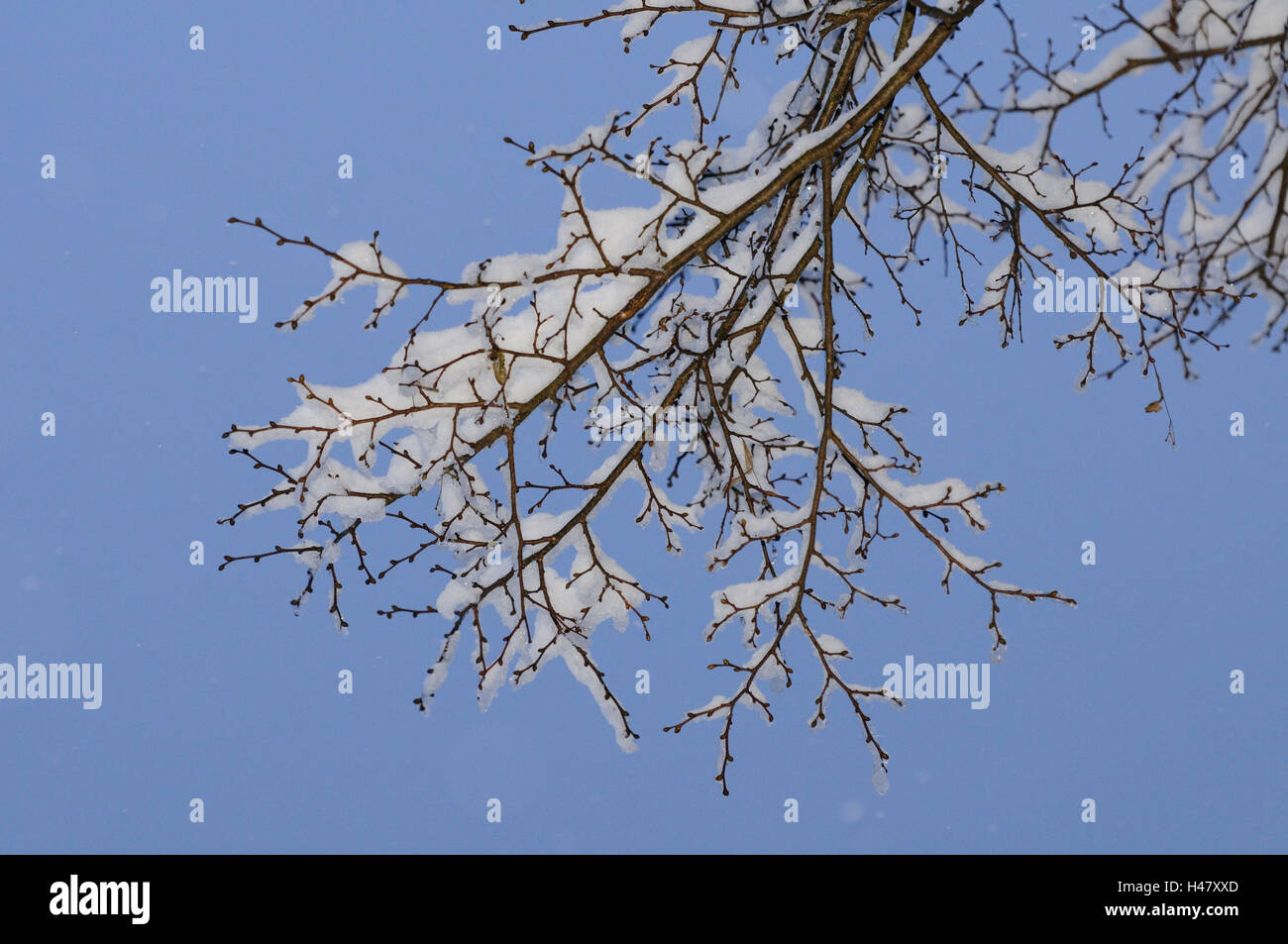 Silver lime-tree, Tilia tomentosa, snow, winter, Styria, Austria, focus on the foreground, Stock Photo