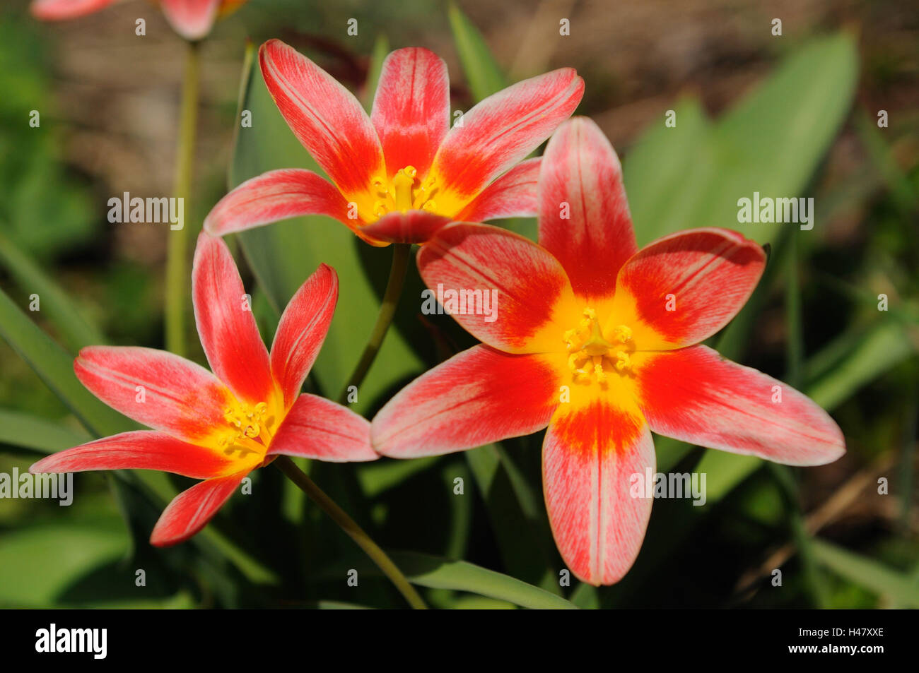 Tulips, Tulipa spec., tulip, orange, blossom, garden, Franconia, Bavaria, Germany, Stock Photo