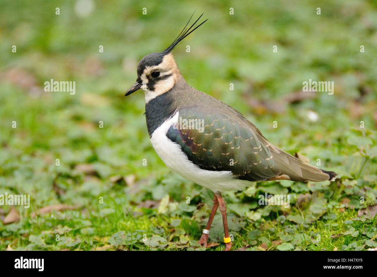 Peewit, Vanellus vanellus, meadow, side view, stand, Stock Photo