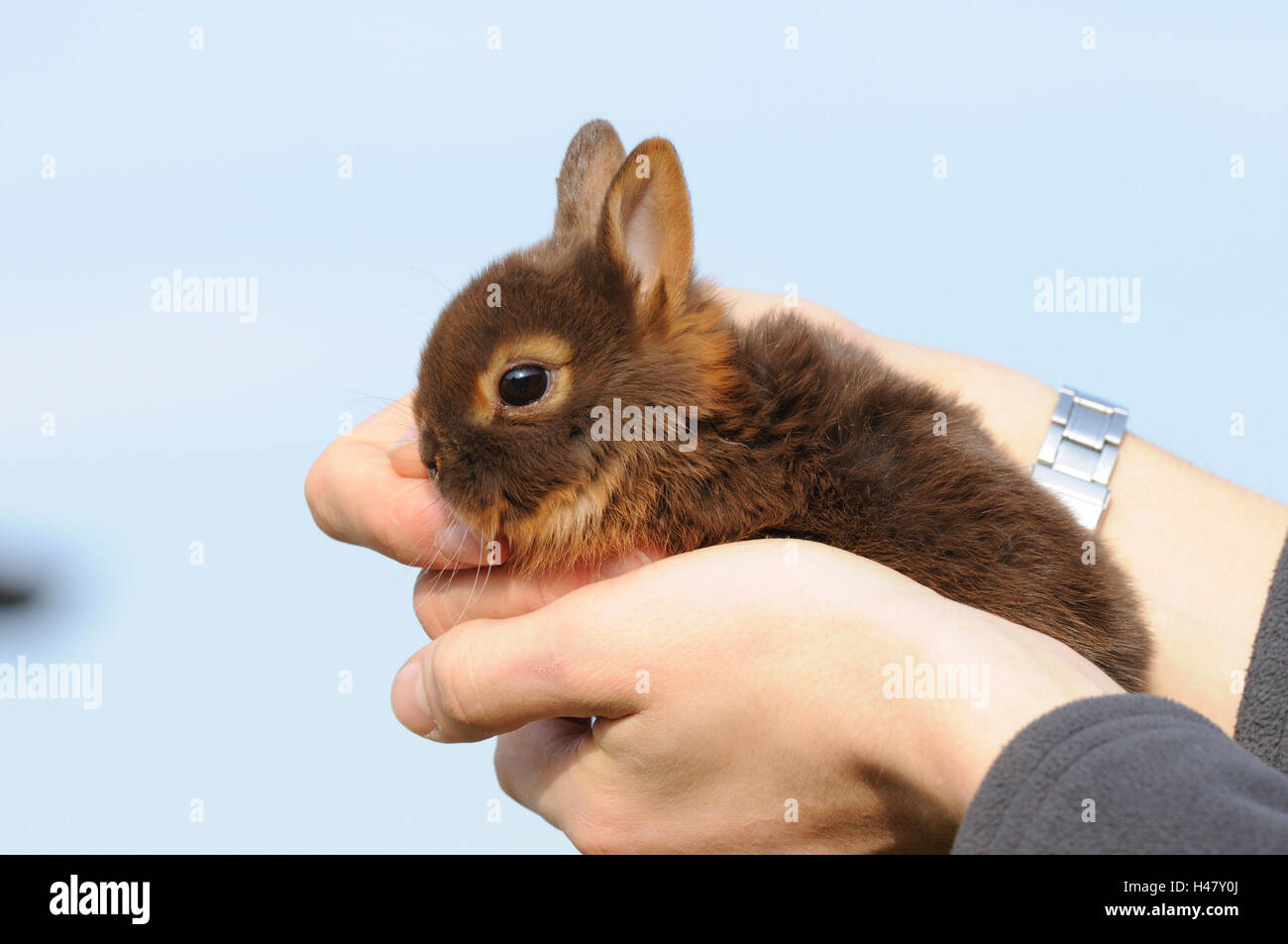 Netherland Dwarf rabbit 'loh Havanna', young animal, hands, Stock Photo