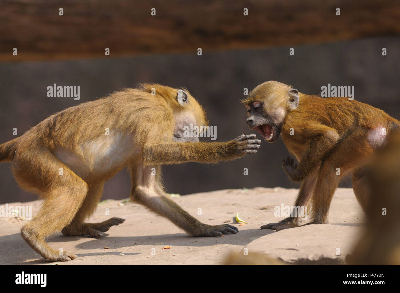 Guinea baboons, Papio papio, young animals, side view, fighting, Stock Photo