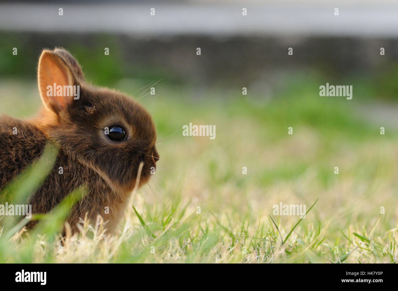 Netherland Dwarf rabbit 'loh Havanna', young animal, portrait, meadow, side view, sitting, Stock Photo