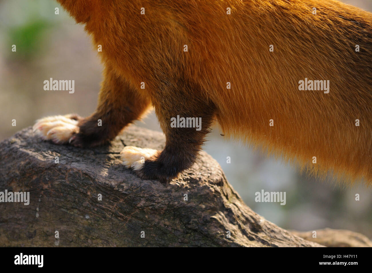 grizzly bear shields b sides rarr grizzly bear shields b sides rarr