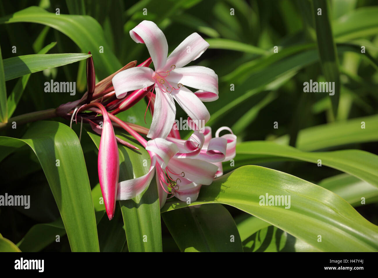 The Seychelles, La Digue, Seychelles lily, pink blossoms, Stock Photo