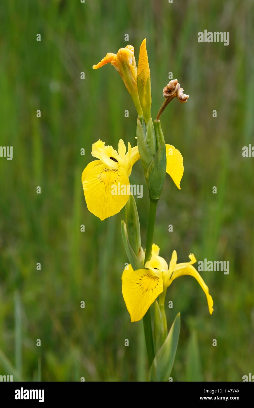 yellow iris or yellow flag (Iris psuedacorus) flower growing in marsh habitat, Norfolk, England Stock Photo