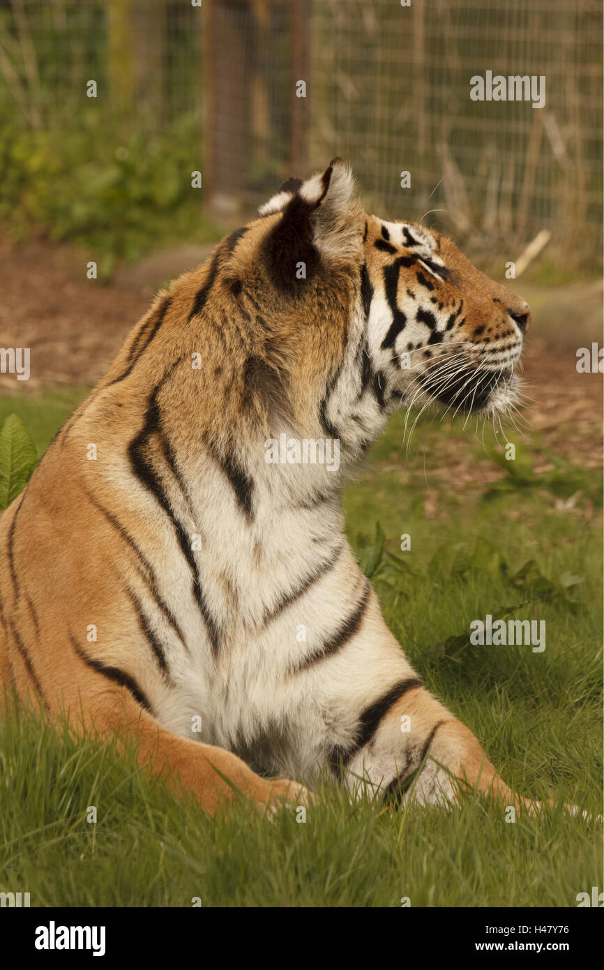 Simi at the Isle of Wight Zoo Stock Photo Alamy
