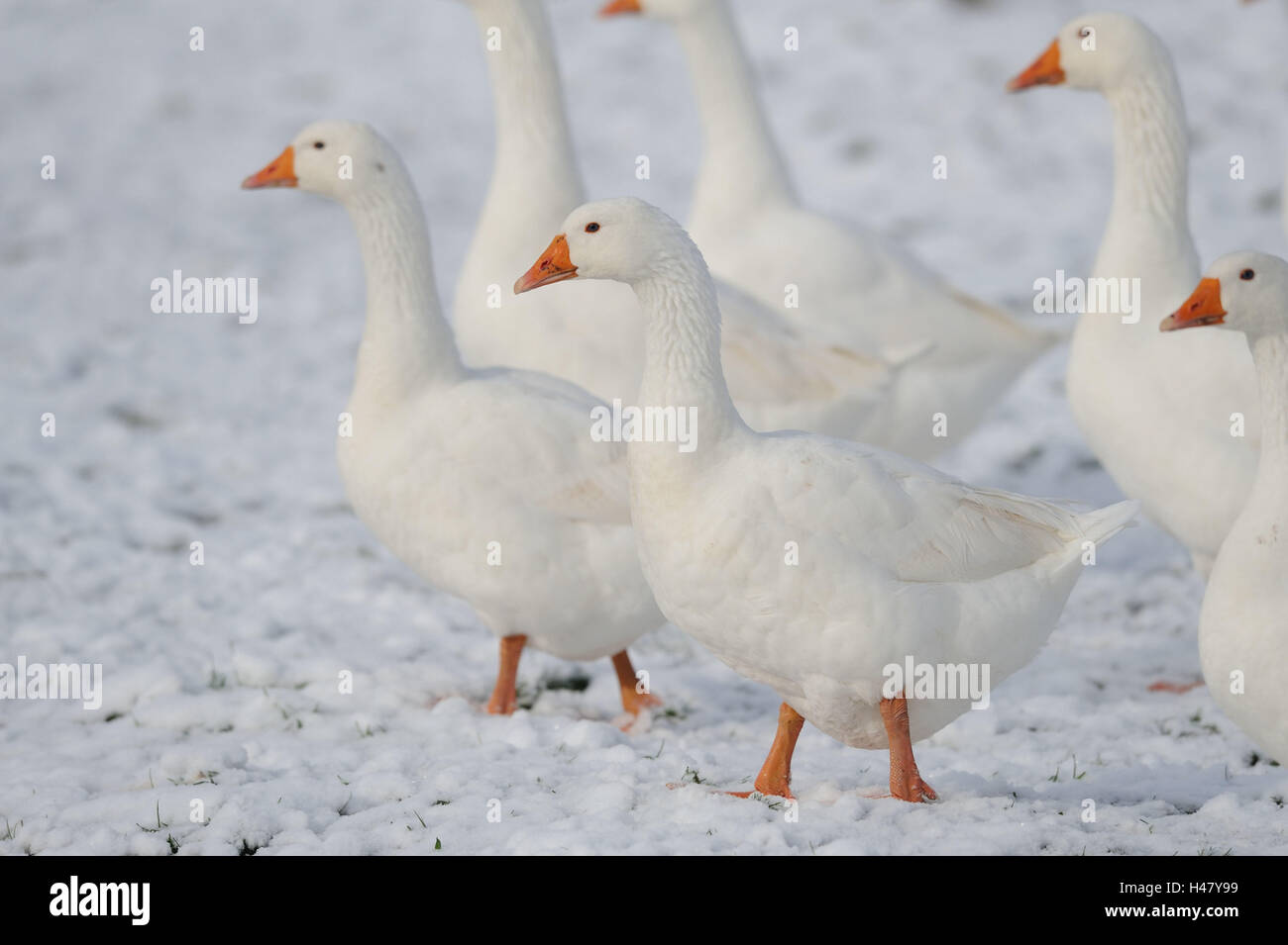 Go house hi res stock photography and images Alamy