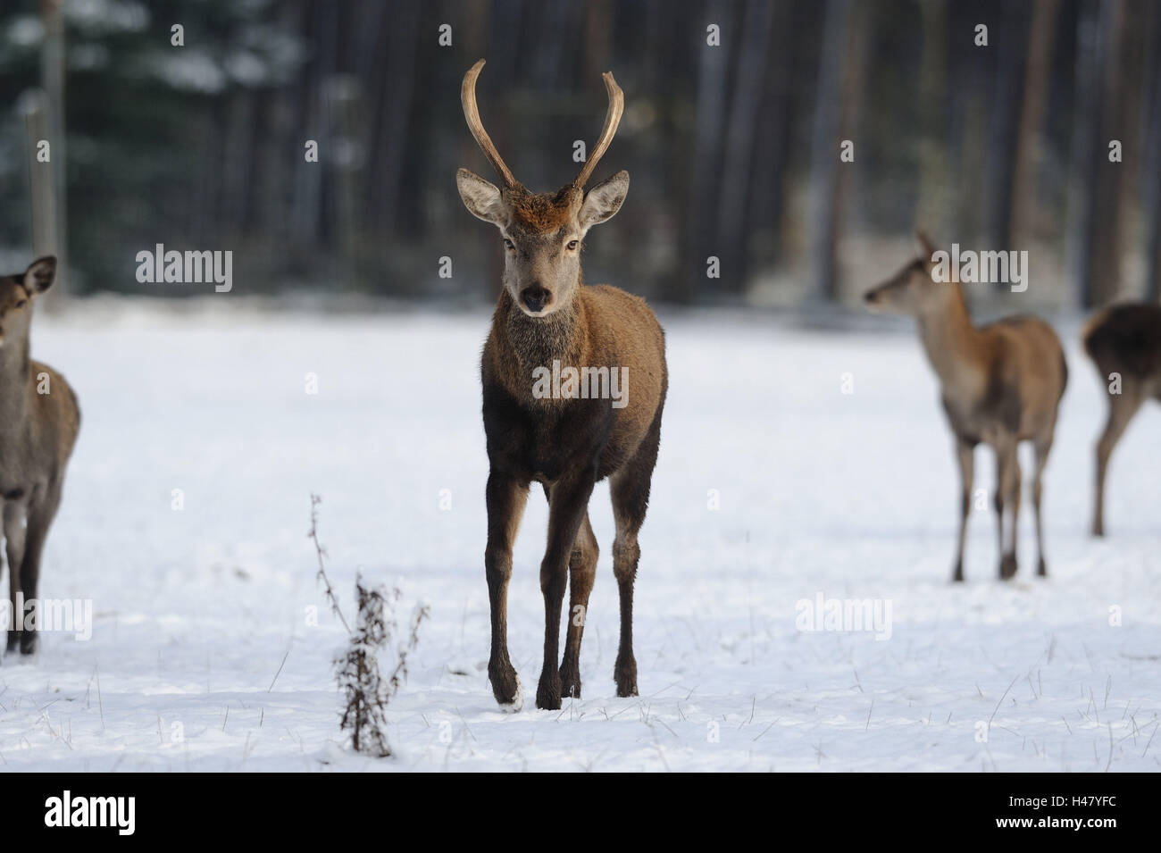 Red deer, Cervus elaphus, front view, walking, meadow, edge of the forest, snow, winter, looking at camera, Stock Photo