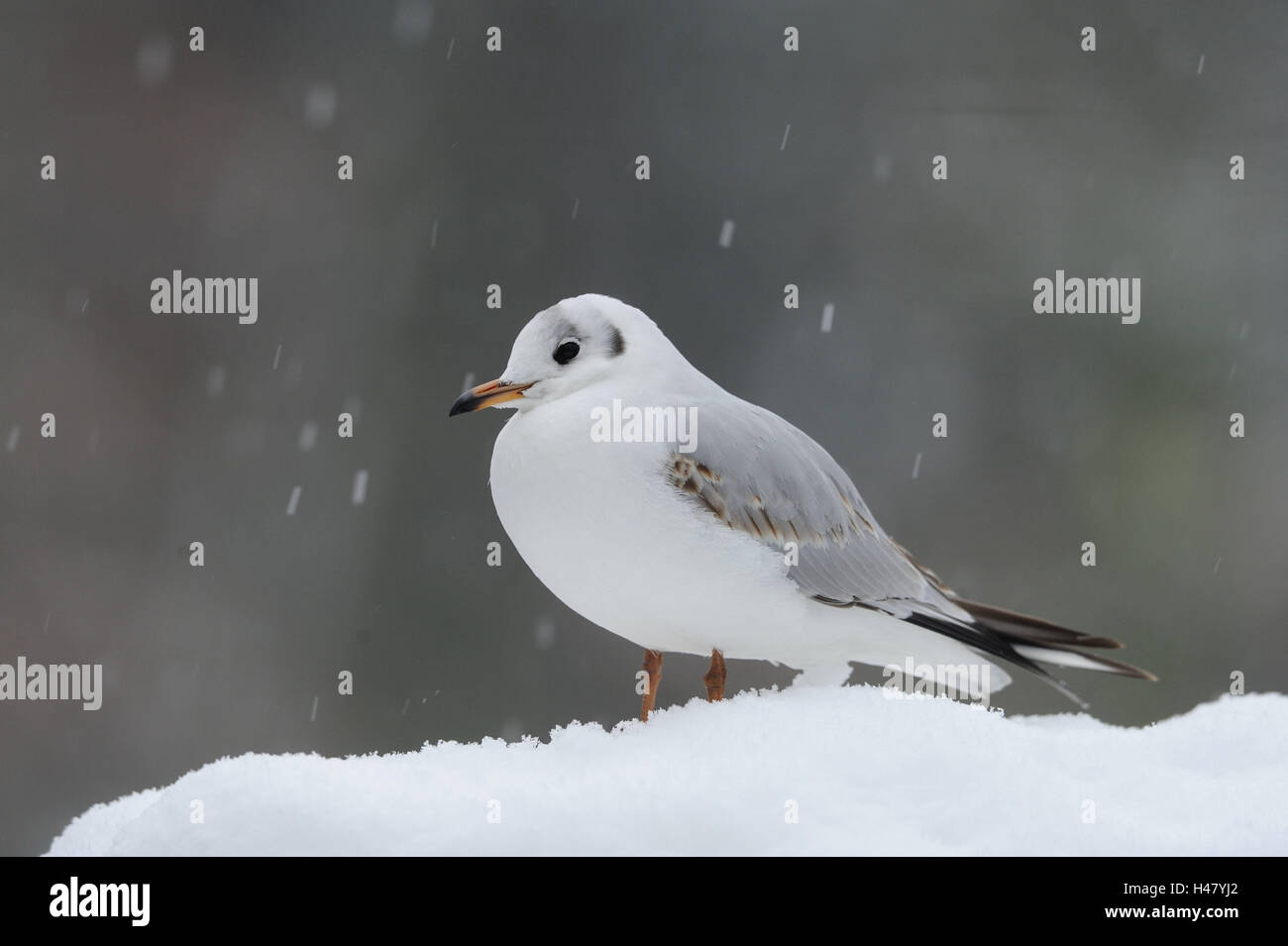 Black-headed gull, Larus ridibundus, side view, snow, winter, Stock Photo