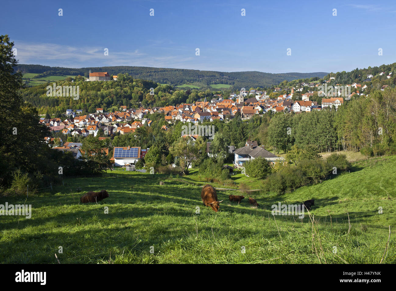 Germany, Hessen, Northern Hessen, Spangenberg, townscape, meadow, cattle, bison herd, grazing, Stock Photo