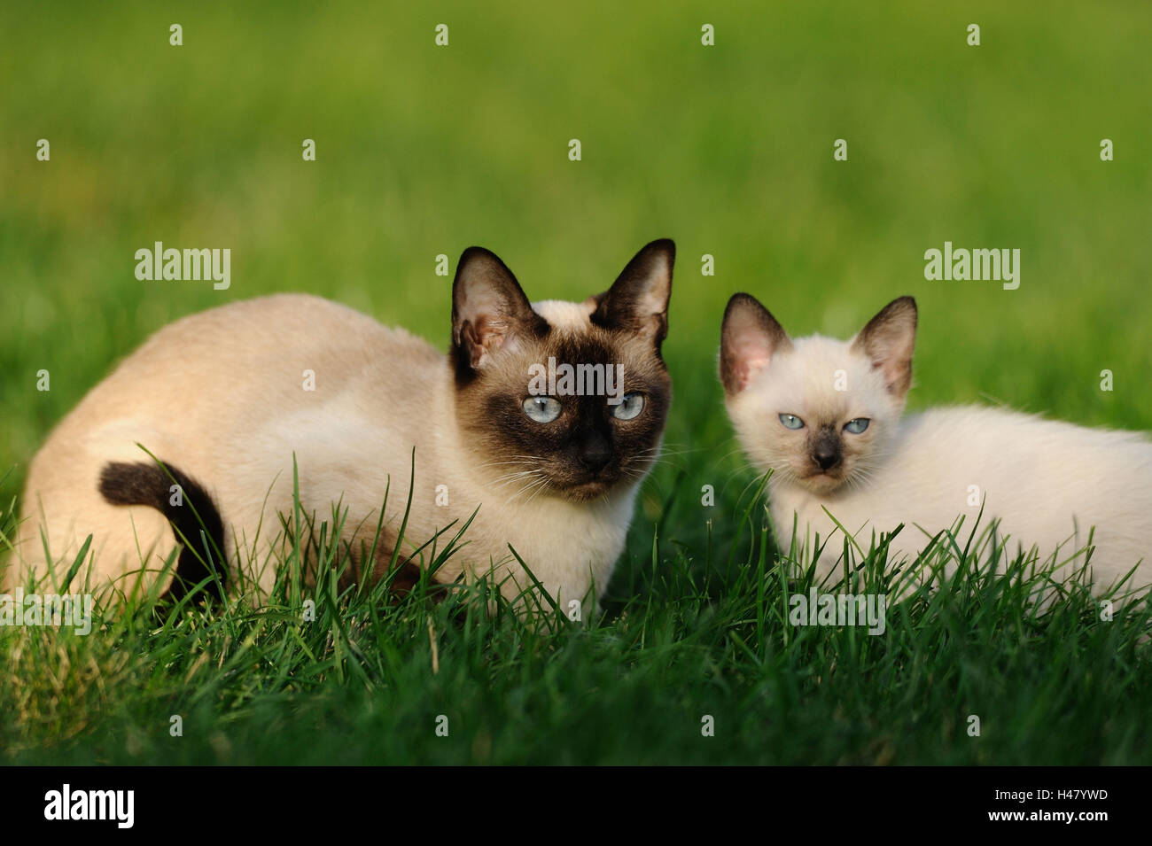 Siamese Seal Point cats, mother animal with young animal, meadow, lying, looking at camera, Stock Photo