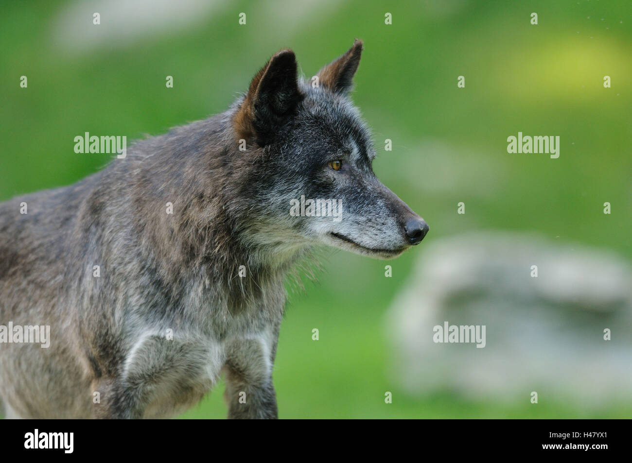 Herd behaviour wolves hi-res stock photography and images - Alamy