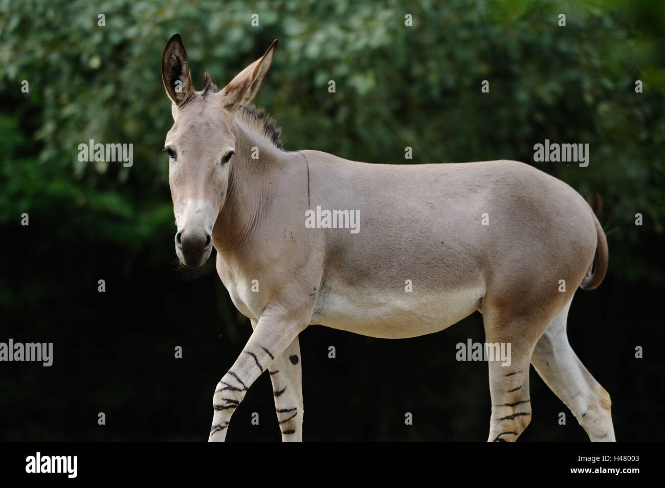 Somali donkey hi-res stock photography and images - Alamy