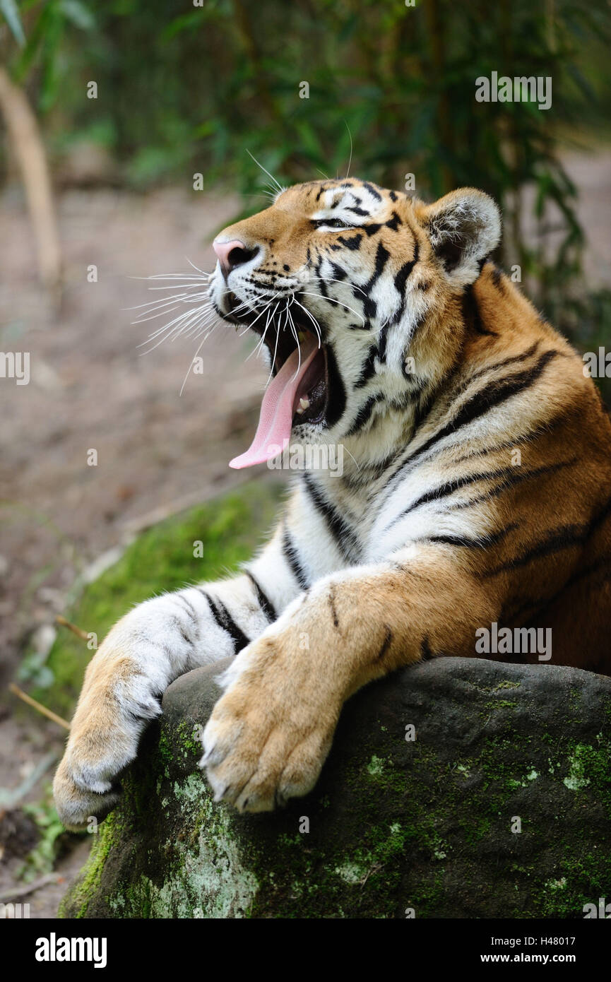 Tiger Lie Siberian tiger, Panthera tigris altaica, rocks, lie, yawn Stock Photo ...