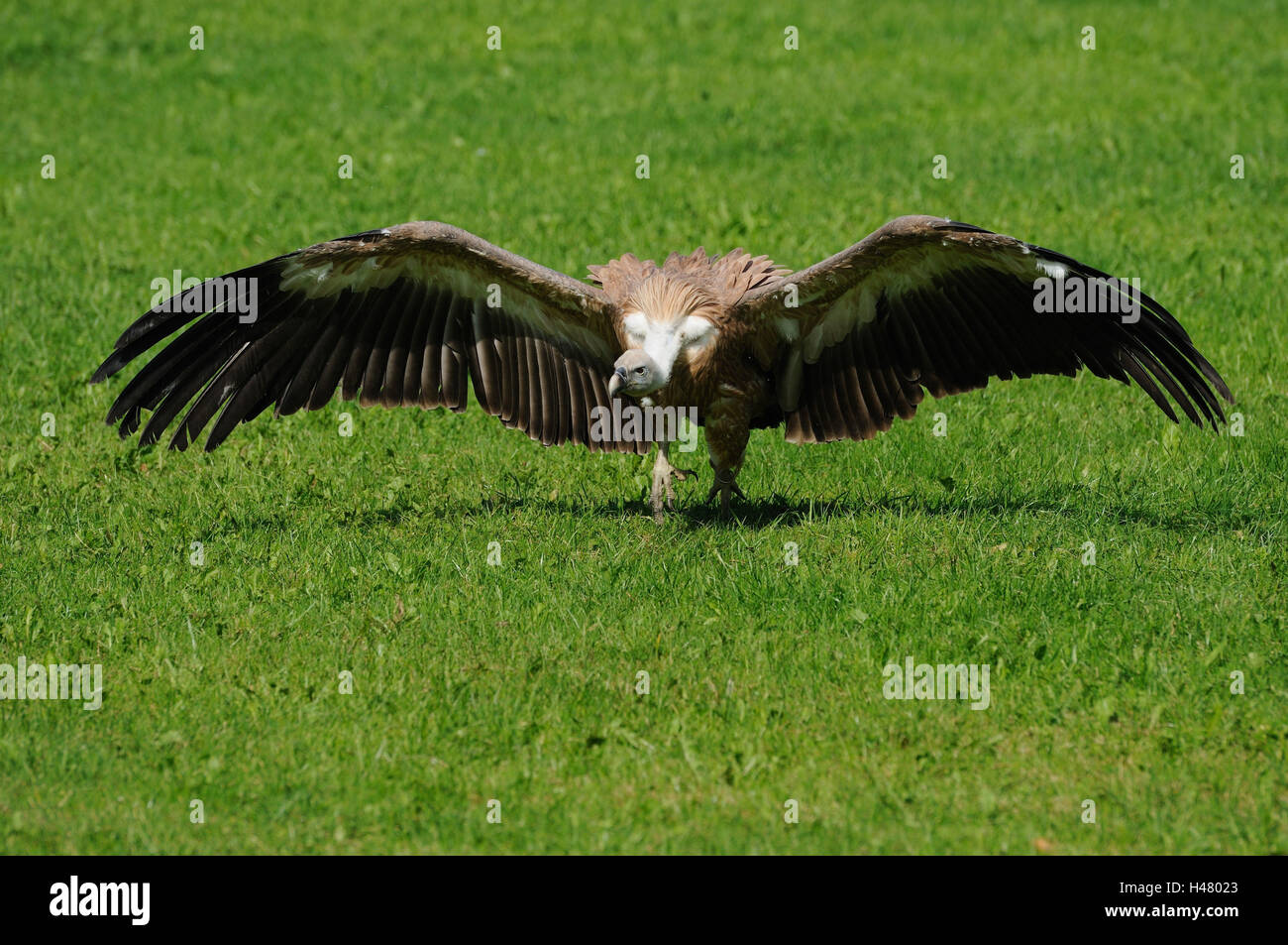 Goose's vultures, Gyps fulvus, meadow, sit, spread wings Stock Photo
