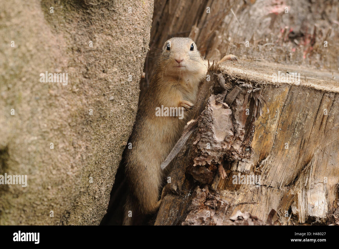 Zieselmaus European Ziesel, Spermophilus citellus, trunk, climb, view camera Stock ...