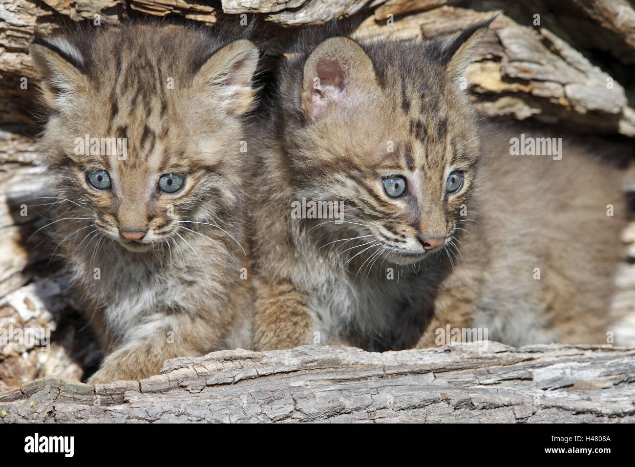 Red lynxes, Lynx rufus, young animal, trunk, Minnesota, the USA, Stock Photo