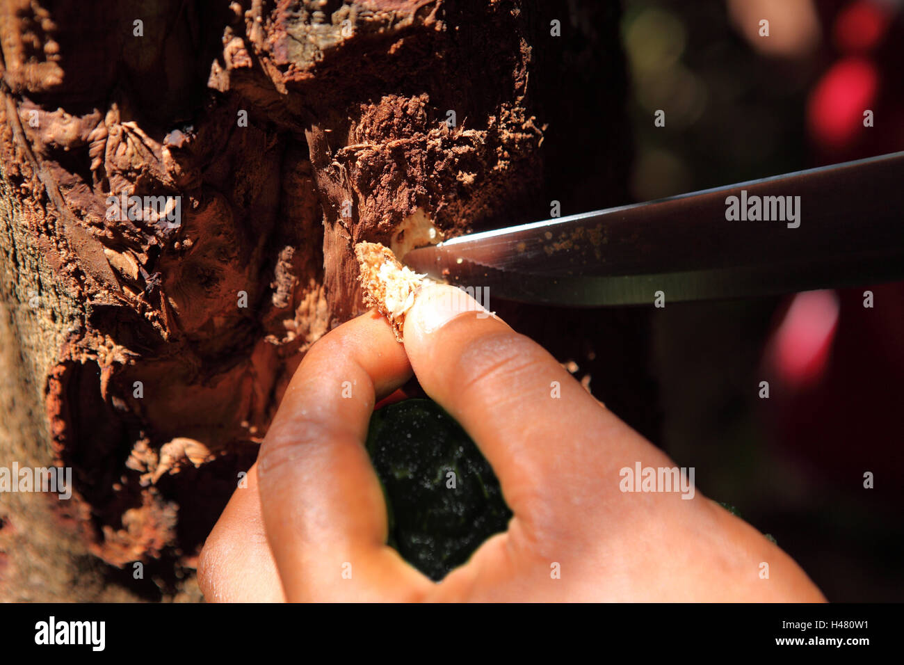 Cinnamon tree, Cinnamomum sp., crust, cinnamon cortex, harvest Stock