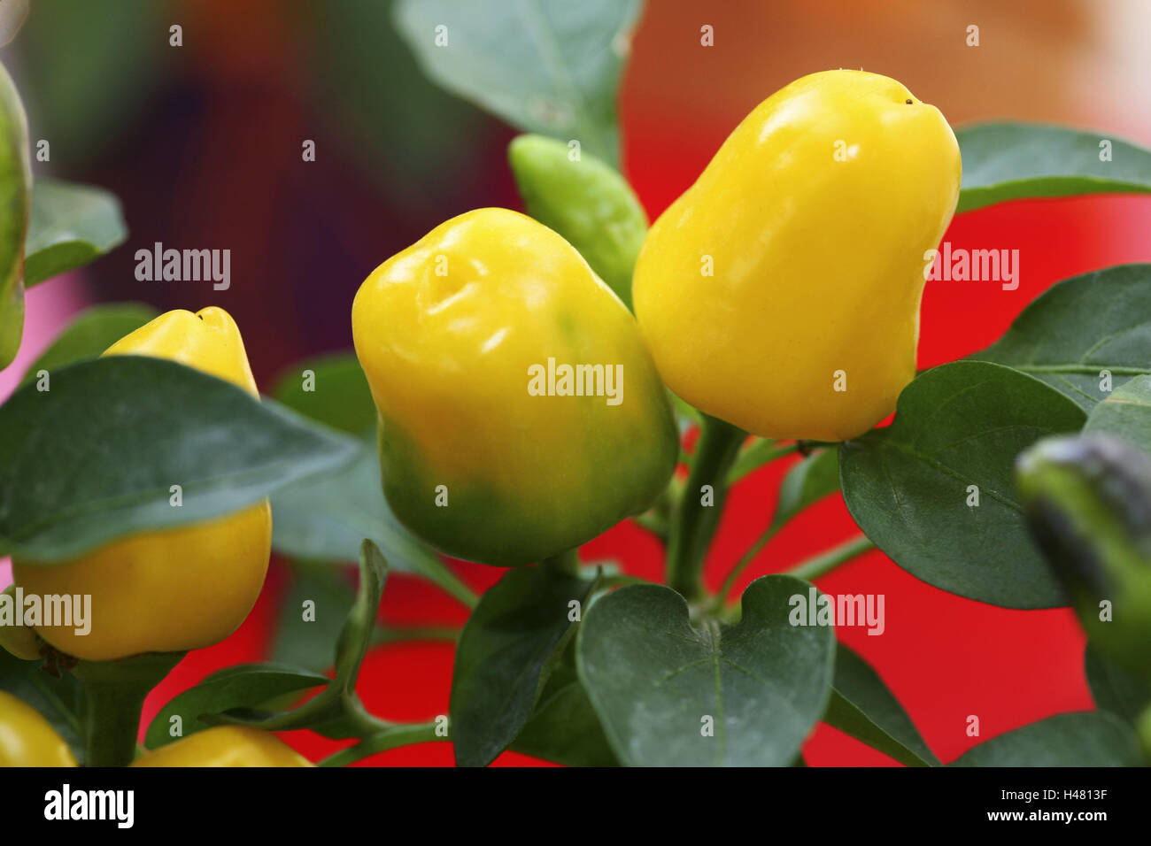 Capsicum annuum plant hires stock photography and images Alamy