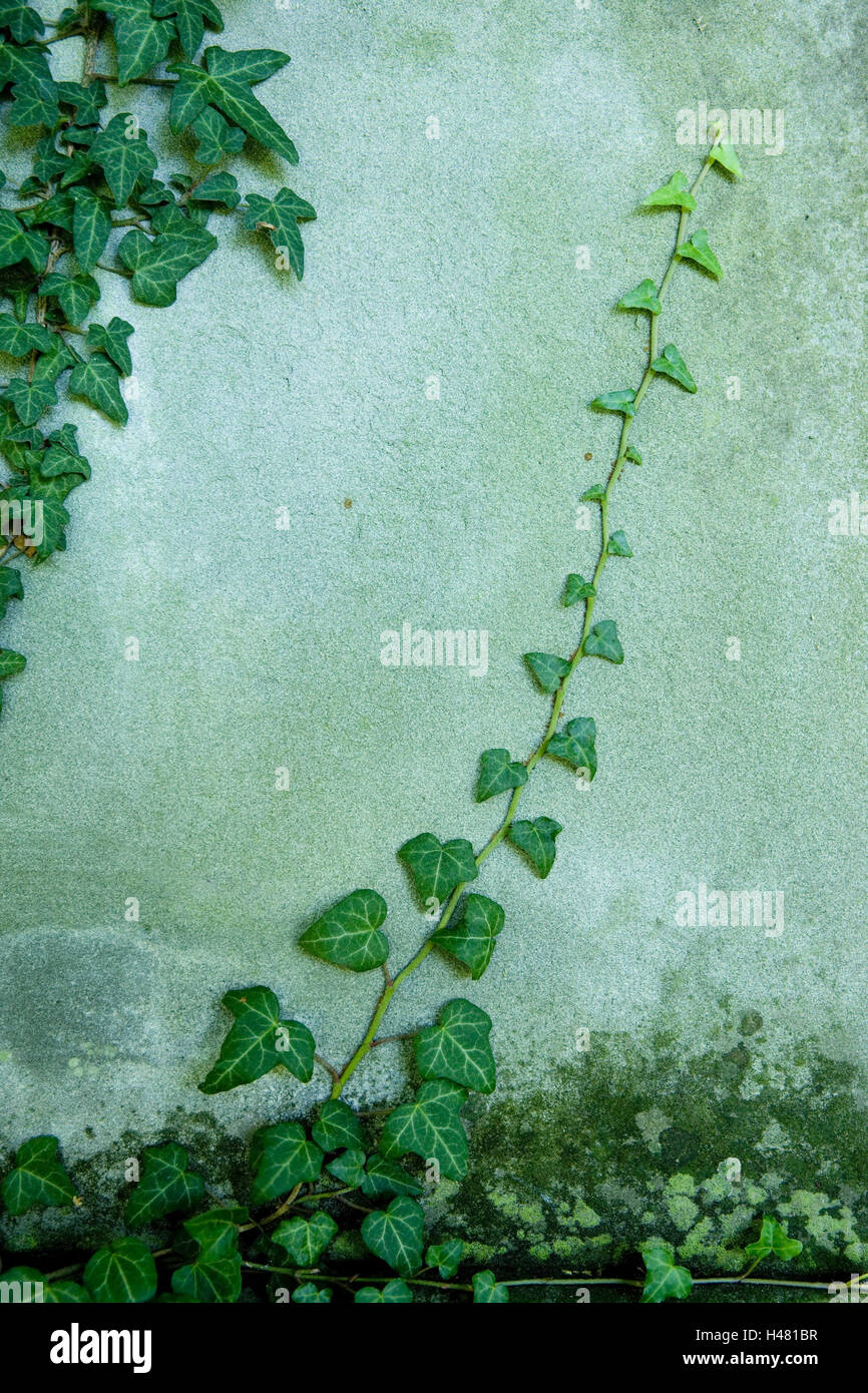 Wall of a house, ivy tendril, Hedera helix, Stock Photo