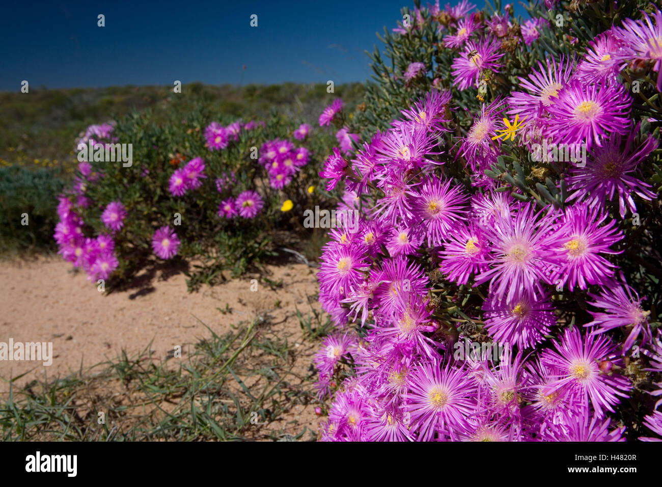 South, Africa, Namaqualand, spring blossom, midday flowers, Stock Photo