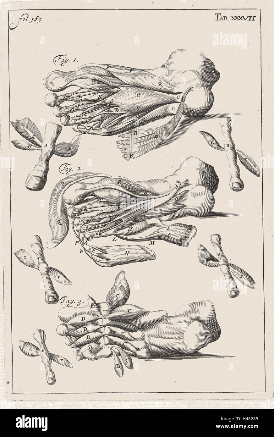 Anatomical illustration showing muscles of the foot Stock Photo