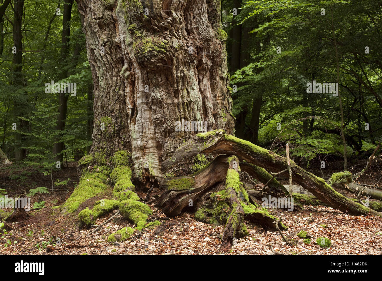 Germany, Hessen, Weser mountainous country, Reinhard's wood, primeval forest castle Saba, old trunk, Stock Photo