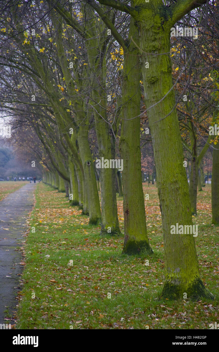 Park, trees, autumn, London, nature, outside, season, leaves, foliage, floor, lie, way, nobody, Stock Photo