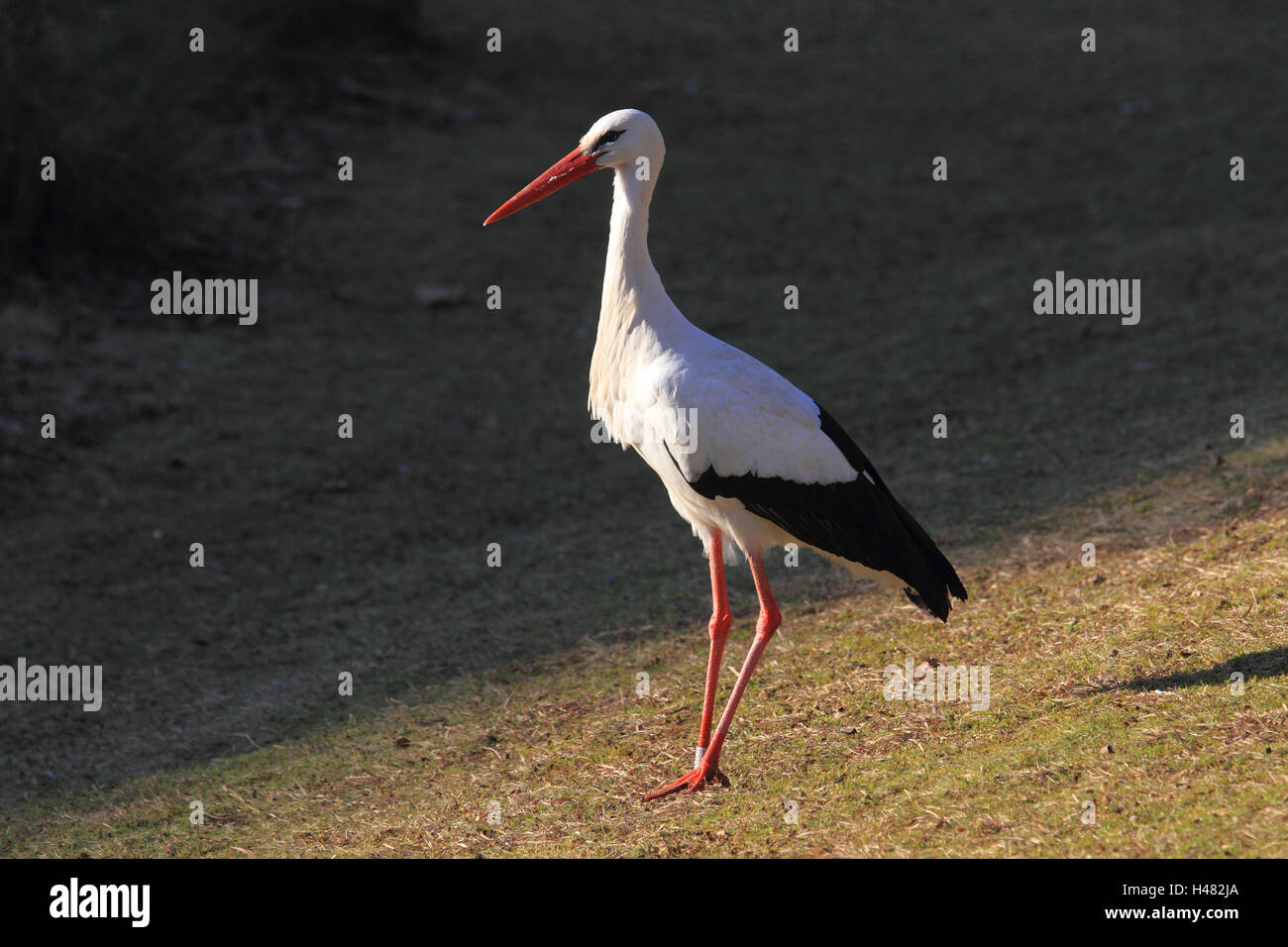 White stork, Stock Photo