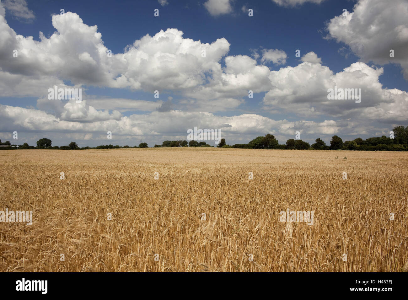 Germany, Schleswig - Holstein, region angling, grain-field, Stock Photo