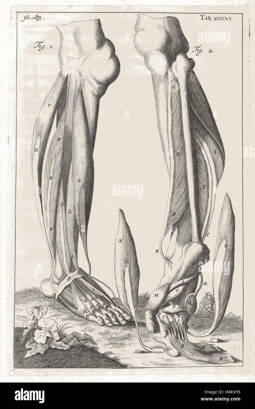 Anatomical illustration showing muscles of the leg and foot Stock Photo