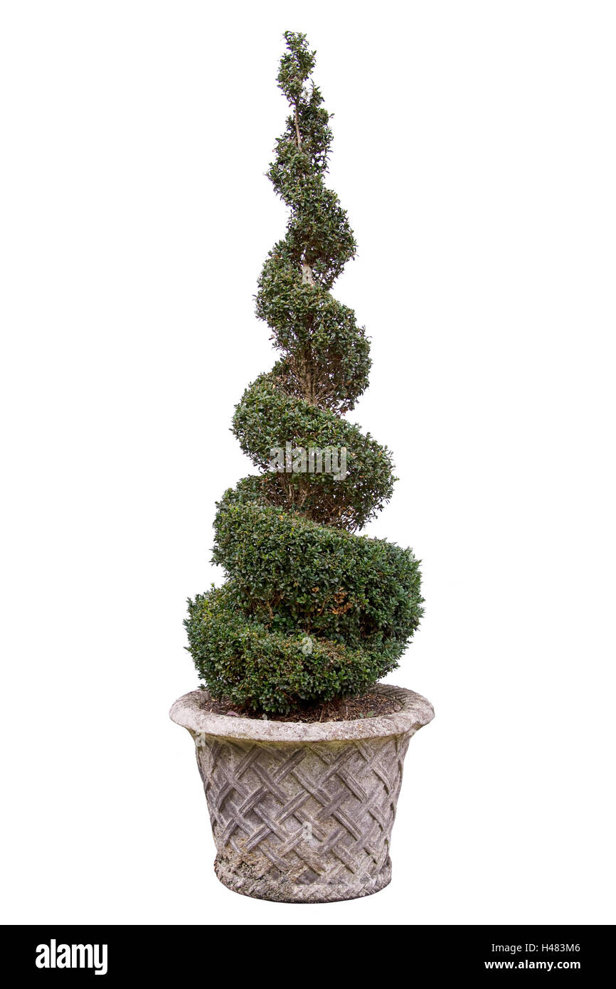 Topiary tree spiral Cut Out Stock Images & Pictures Alamy