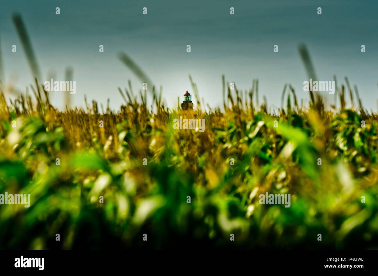 Germany, Schleswig-Holstein, Amrum, corn field, lighthouse, Stock Photo