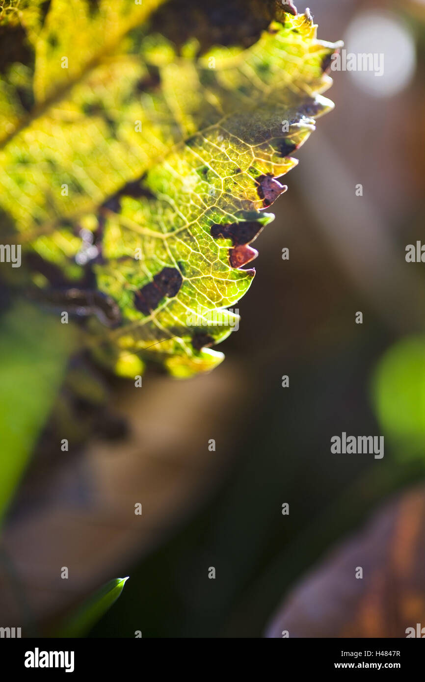 Autumn leaves, close up, Stock Photo