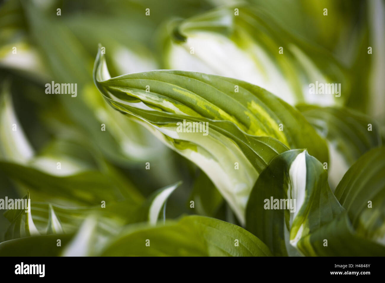 Hosta, leaves, close-up, Stock Photo