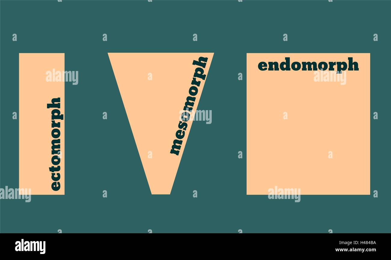 Body types: Ectomorph, Mesomorph and Endomorph. Vector illustration. Stock Vector