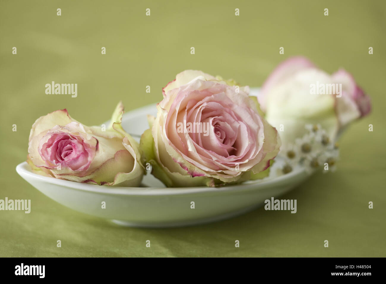 Pink roses in white porcelain peel on moss-green ceiling, Stock Photo