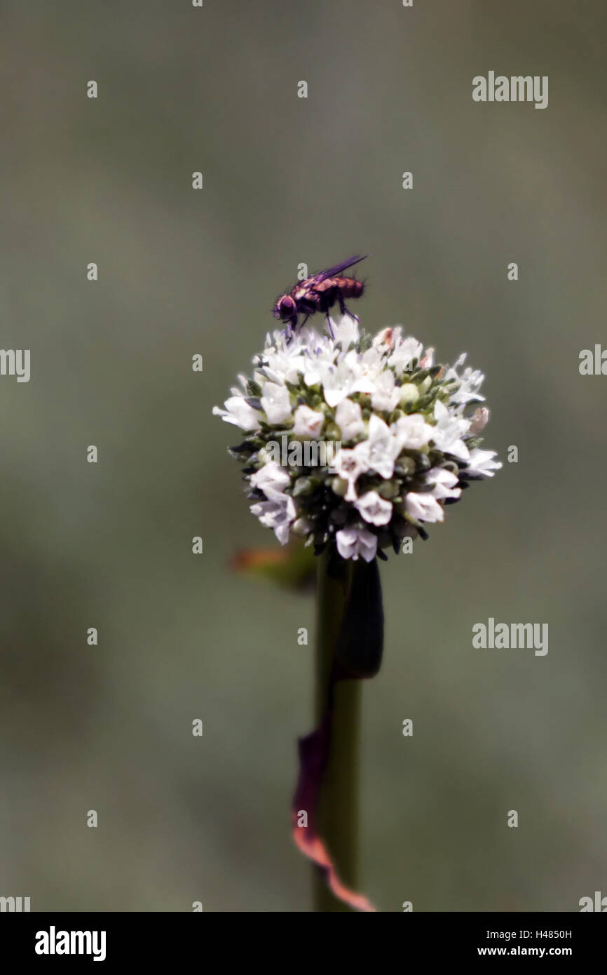 Furry fly sitting in a bouquet of white microflowers Stock Photo