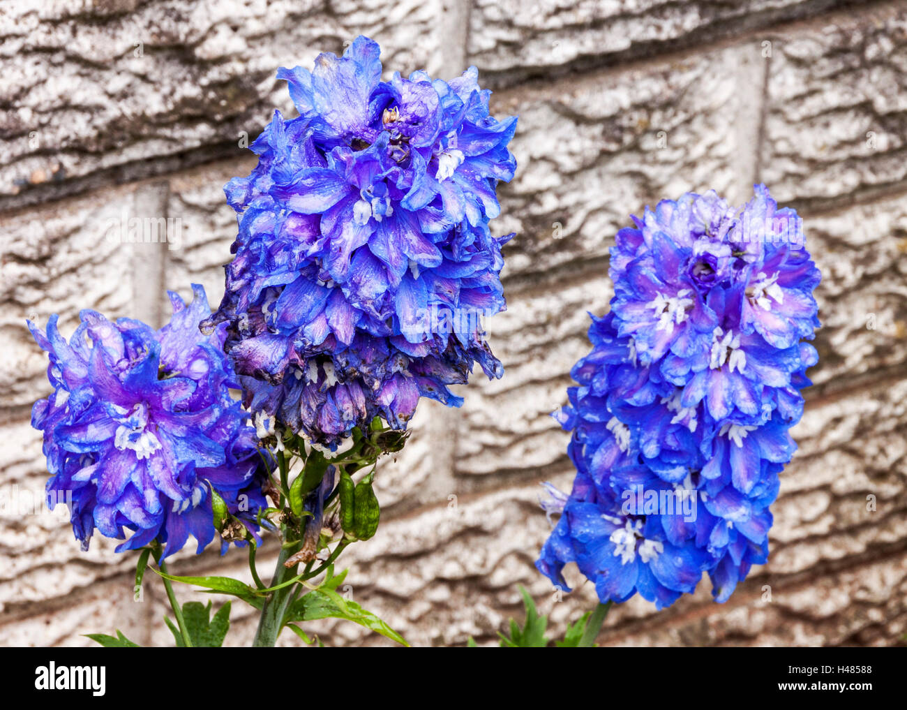 Three rich blue delphinium flowers covered with raindrops against grey wall in outdoor garden