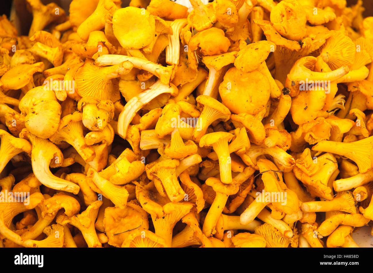 Fresh chanterelle mushrooms Stock Photo