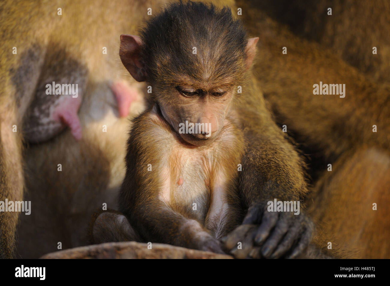 Guinea baboon, Papio papio, young animal, Stock Photo