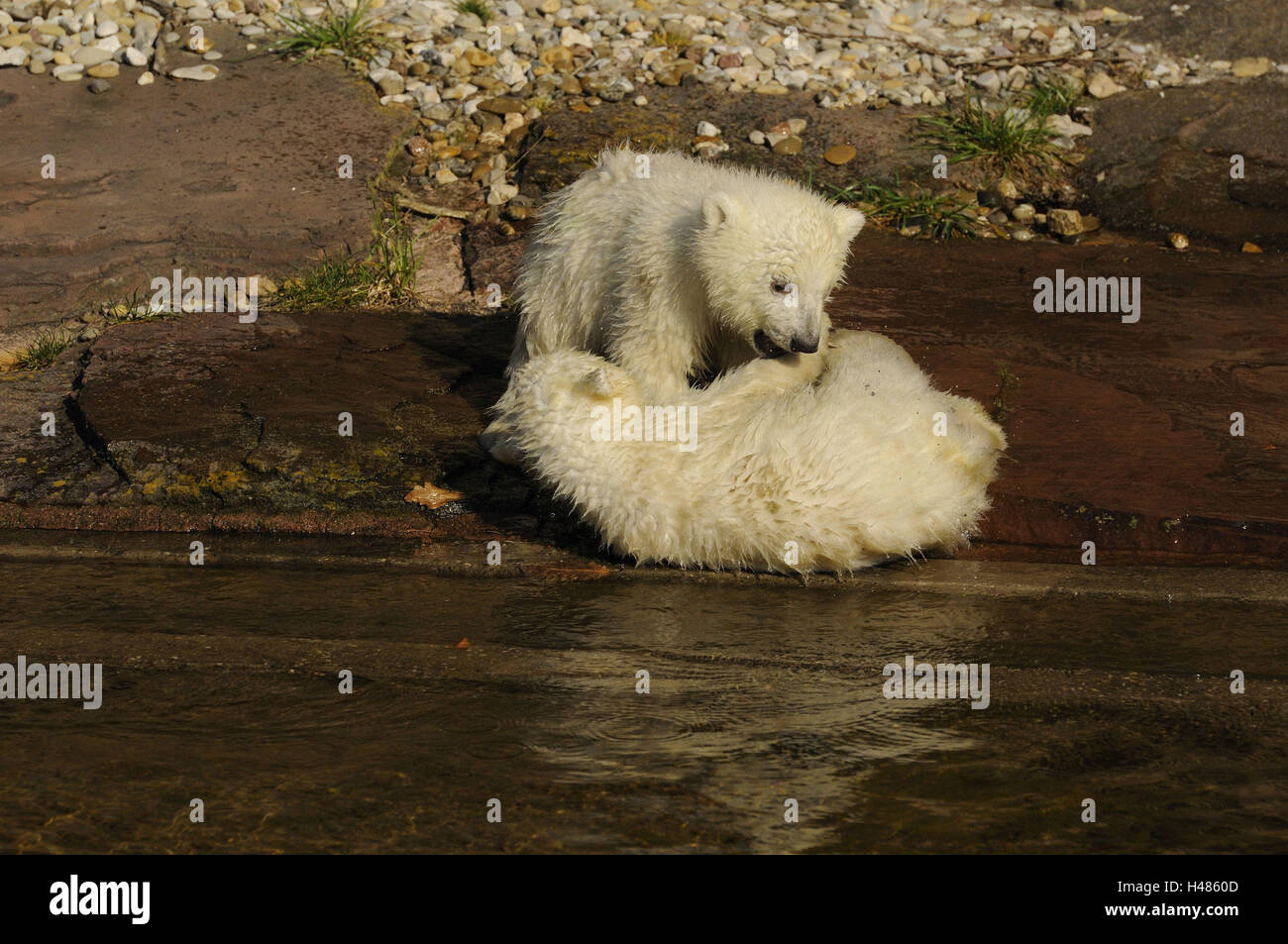 Polar bears, Ursus maritimus, young animals, playing, Stock Photo