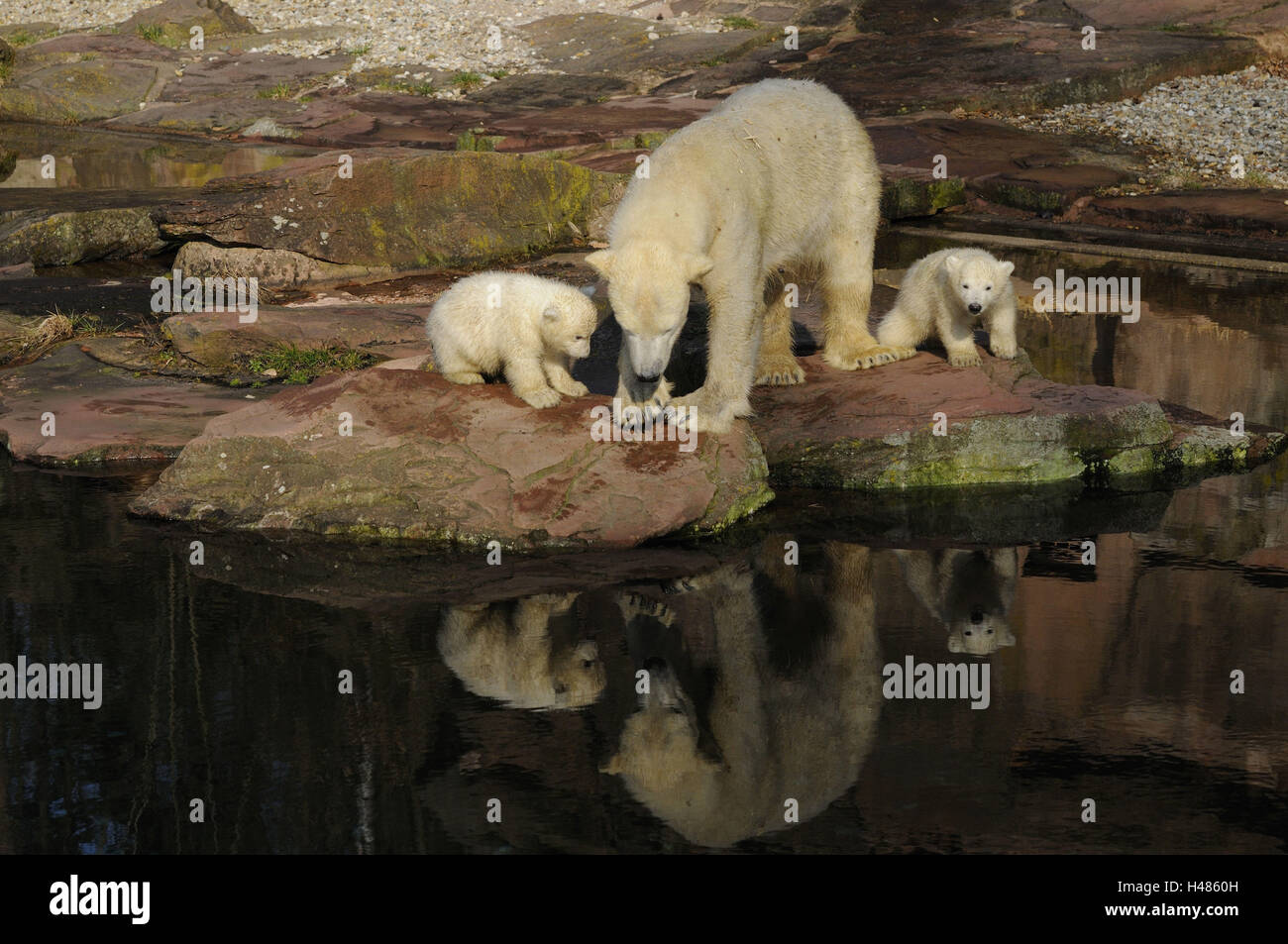 Polar bears, Ursus maritimus, mother animal, young animals, Stock Photo