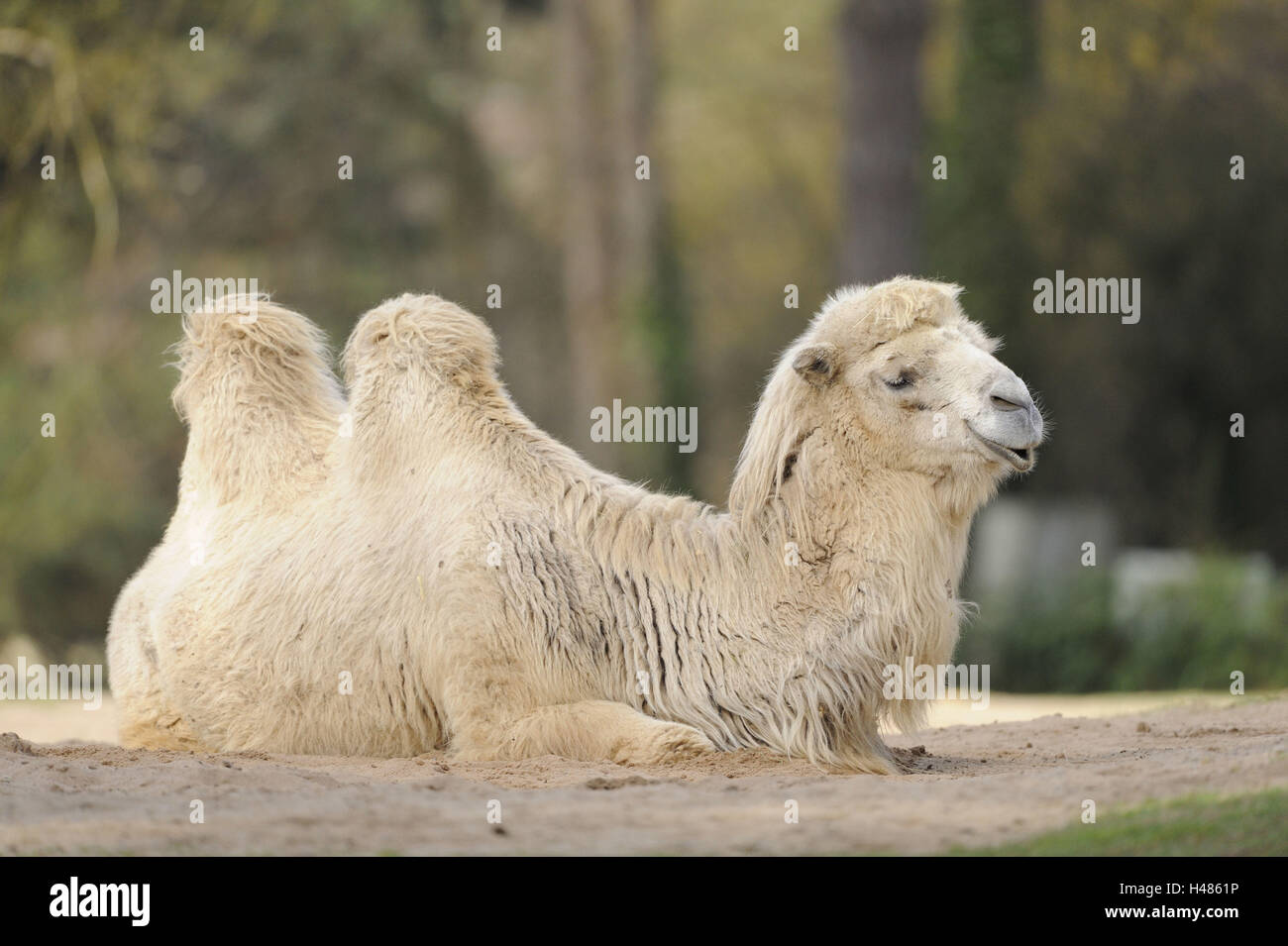 Bactrian camel, Camelus ferus Stock Photo Alamy