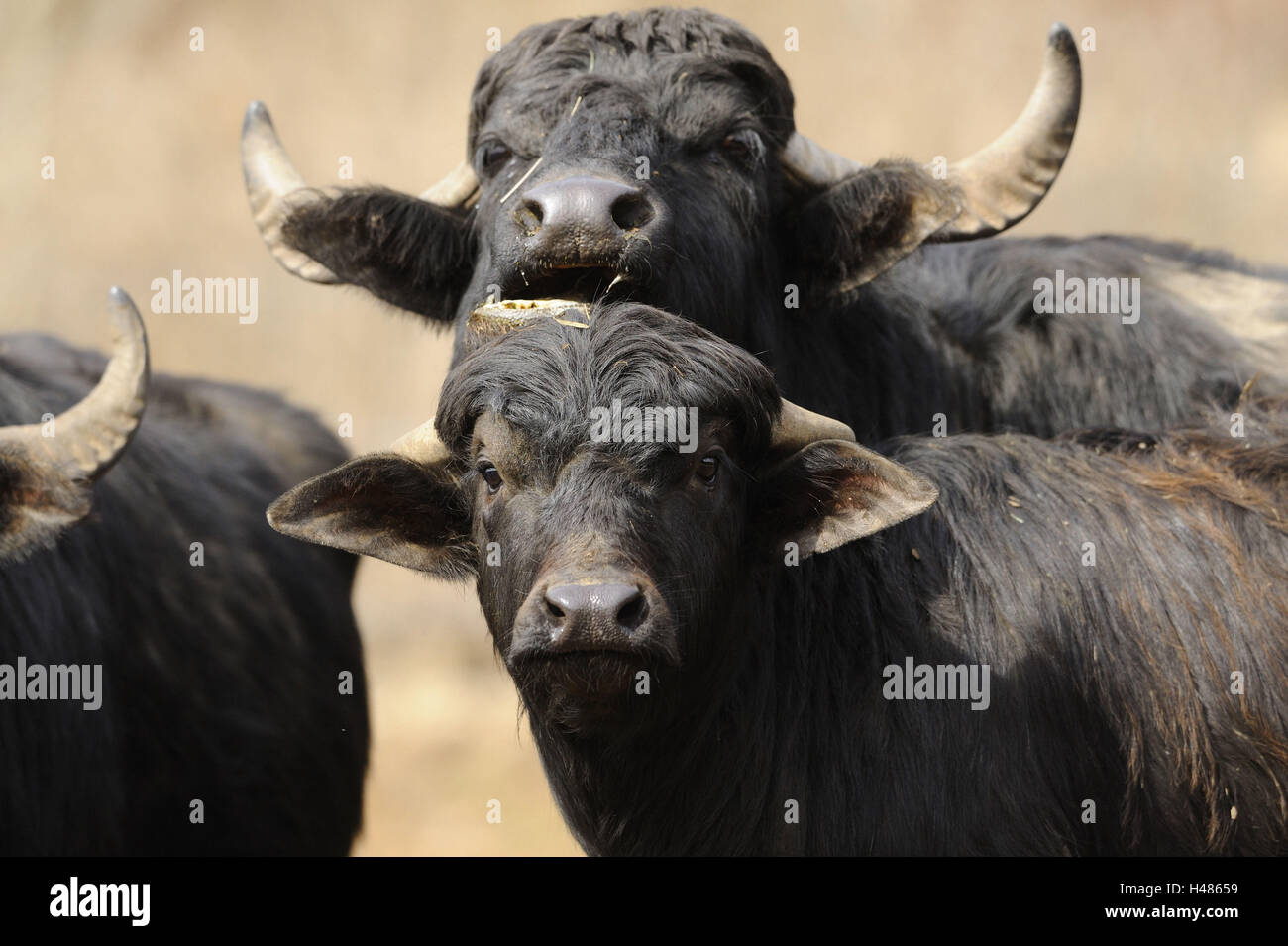Wild water buffalo, Bubalus arnee, calf, cow, portrait, Stock Photo