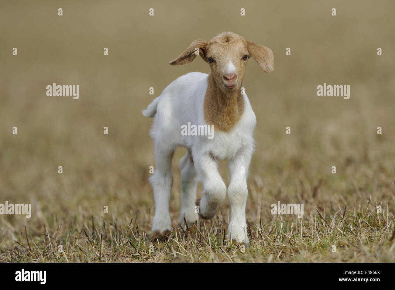Boer's goat, kid Stock Photo Alamy