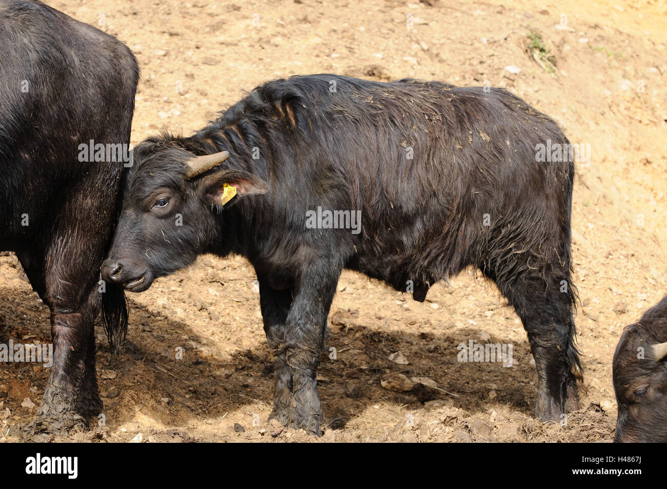 Wild water buffalo, Bubalus arnee, calf, Stock Photo