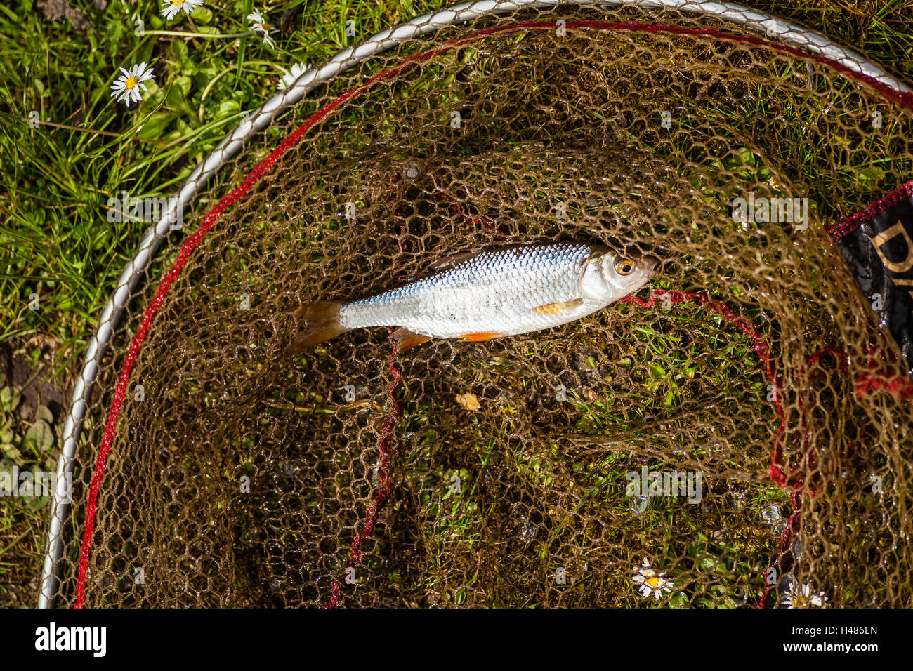 Perch in fishing net lake hi-res stock photography and images - Alamy