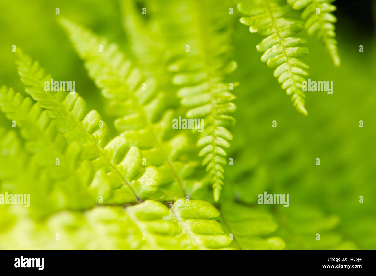 Scaly male fern, leaves, close-up, detail, Stock Photo