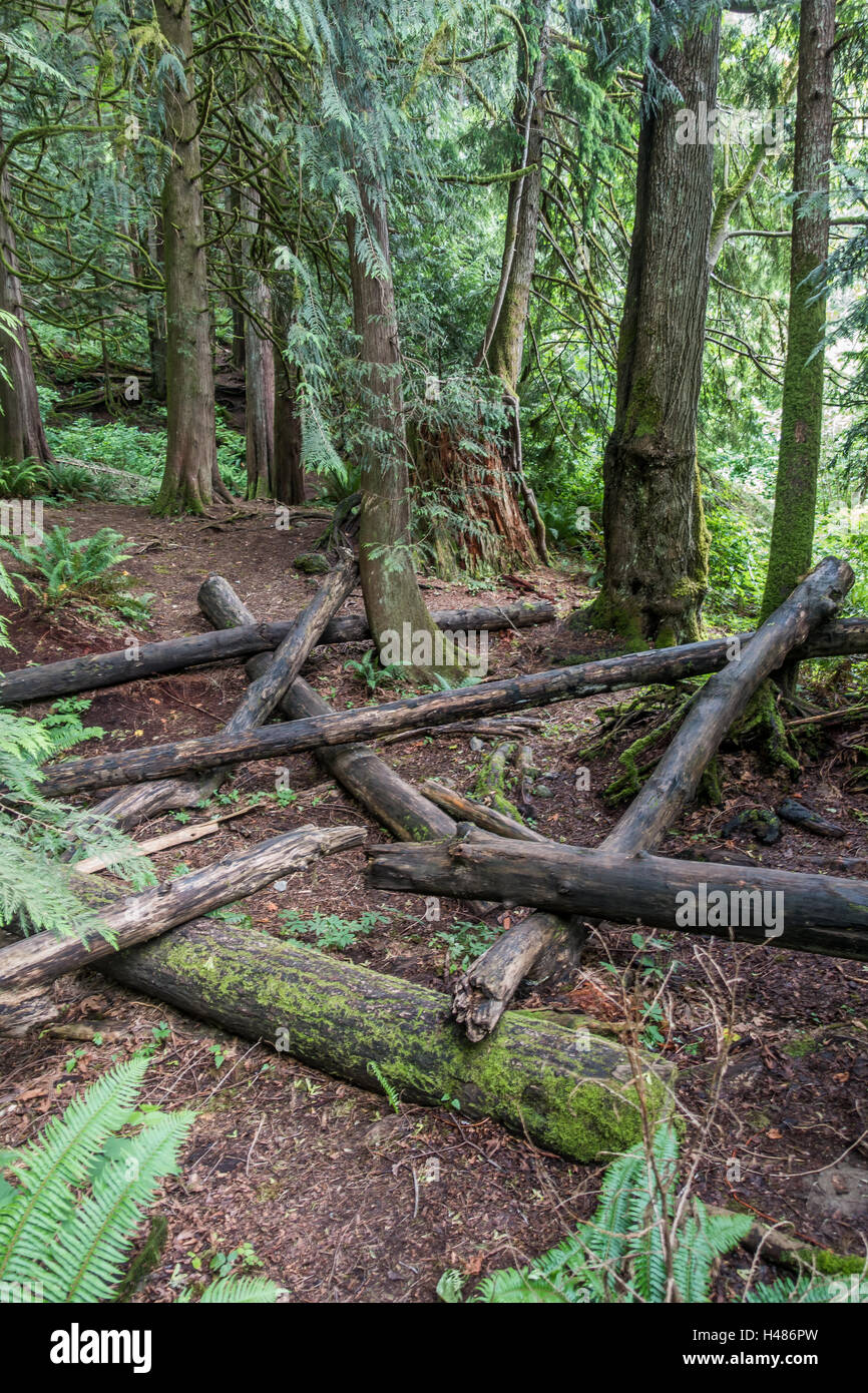 Logs litter the forest floor in the Pacific Northwest. Stock Photo
